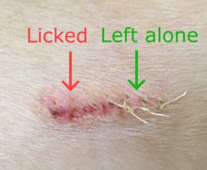 Licking Speeds Healing, Should Your Dog Lick Her Wounds?