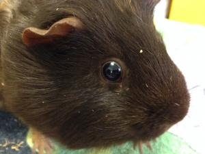 guinea pig lice treatment