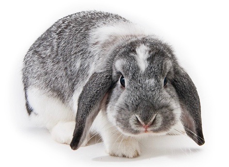 dwarf long eared rabbit