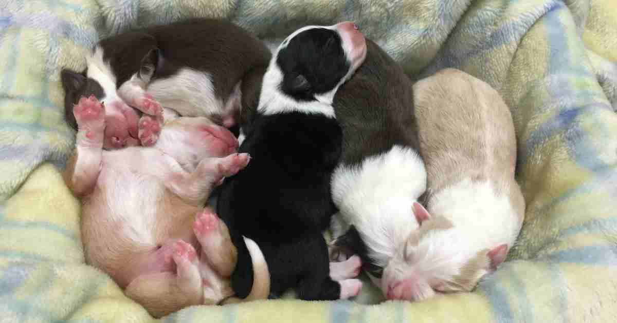 Information about breeding and whelping a litter of puppies