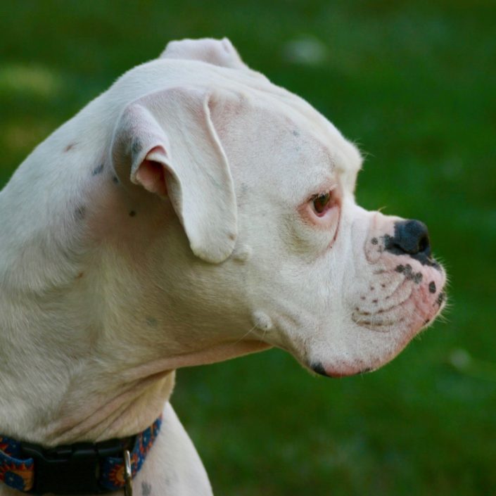 white-boxer-dog – Walkerville Vet