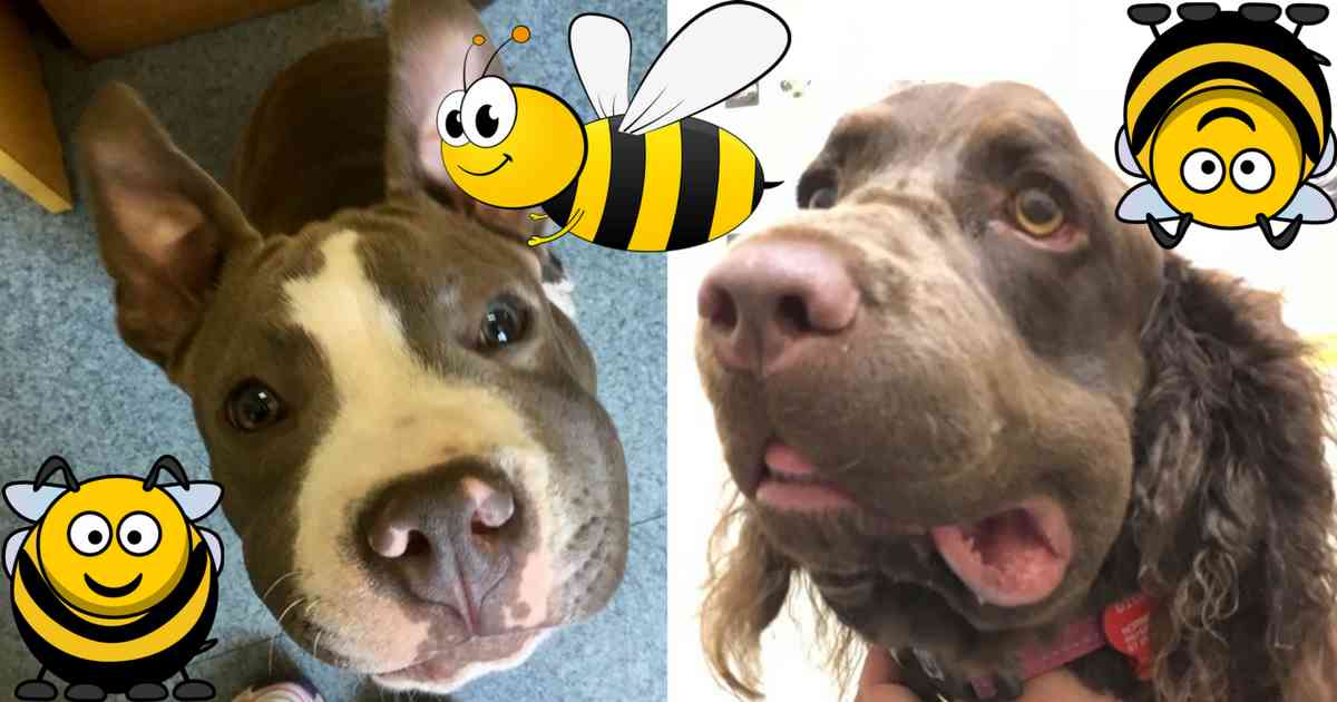 what happens if a wasp stings a dog