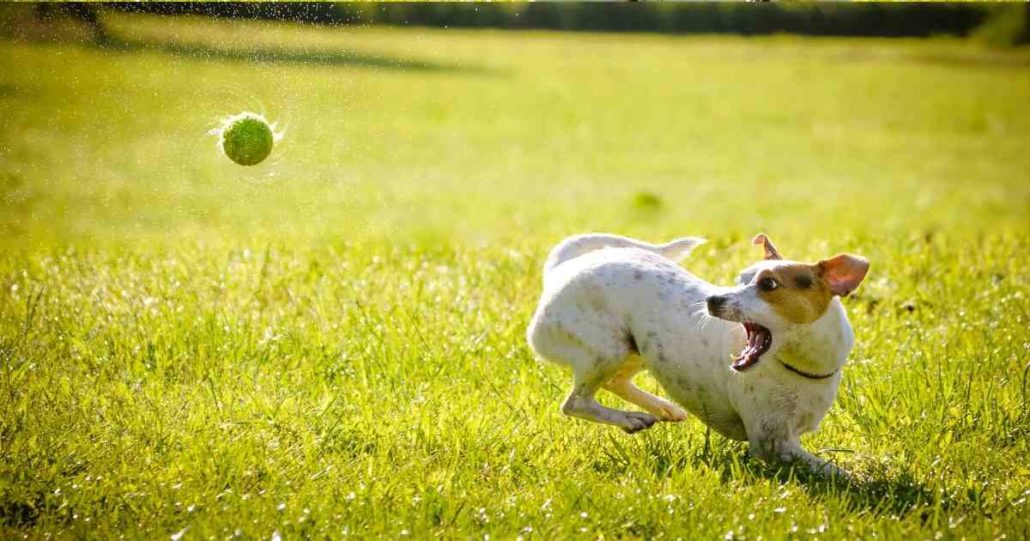 are balls bad for dogs