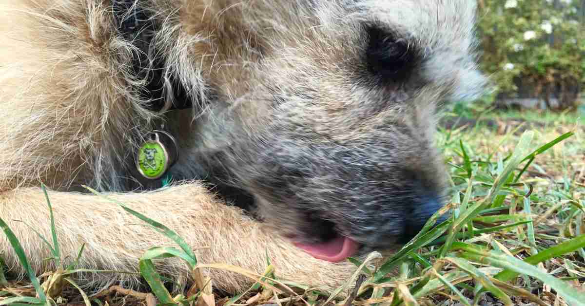 grass pollen mites in dogs