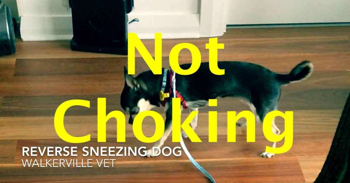 how do you know when a dog is choking