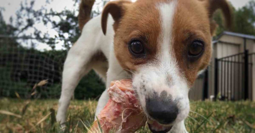 are raw pork bones okay for dogs