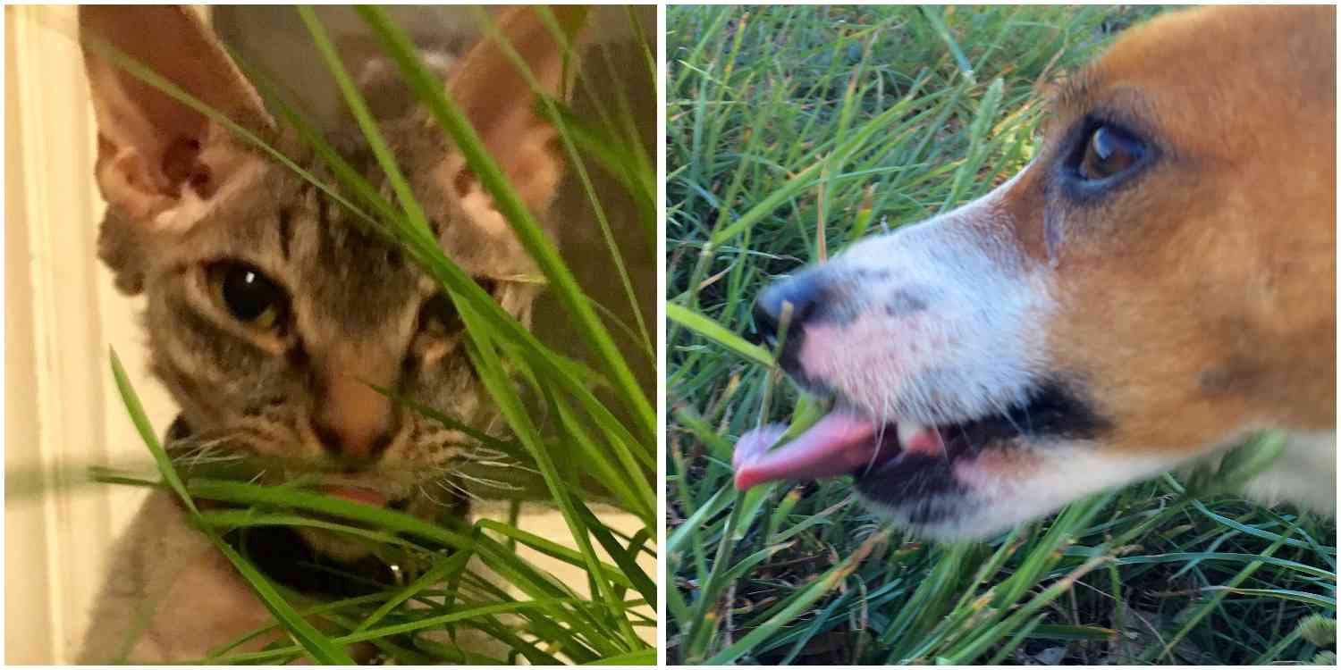 Can a dog eat cat grass
