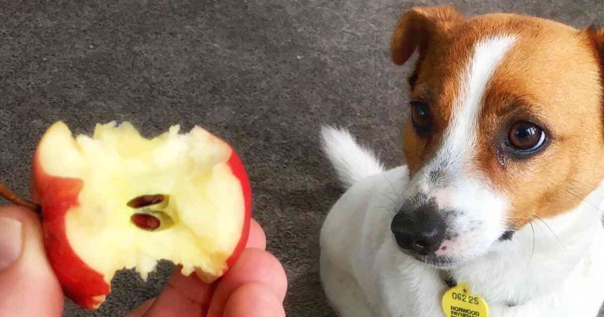 apple seeds poisonous for dogs