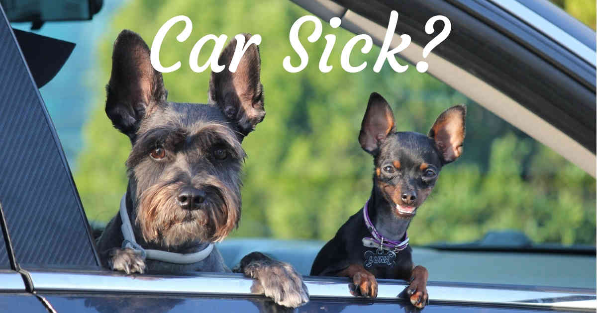 do dogs get over car sickness