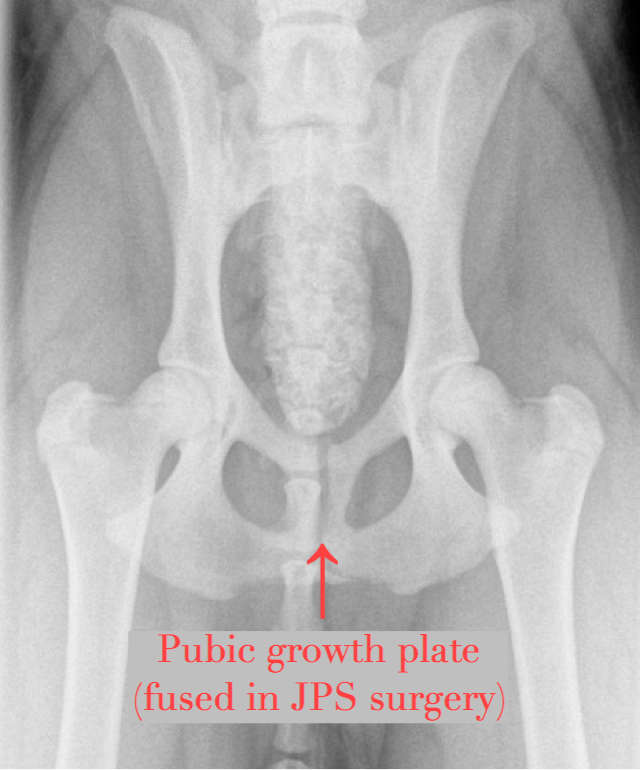 xray of normal puppy hips