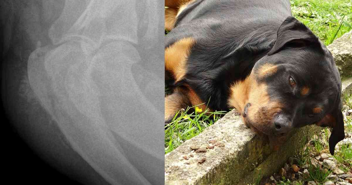 Bone Cancer In Dogs Signs Survival Walkerville Vet
