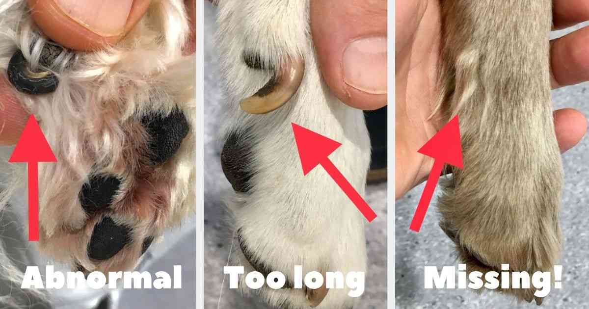 Dog Nails Scratching 😱 VACCINE लगवाए या नहीं ? 🤔 || Scratch करने पर भी  RABIES होता है ? All Doubt ✓ - YouTube