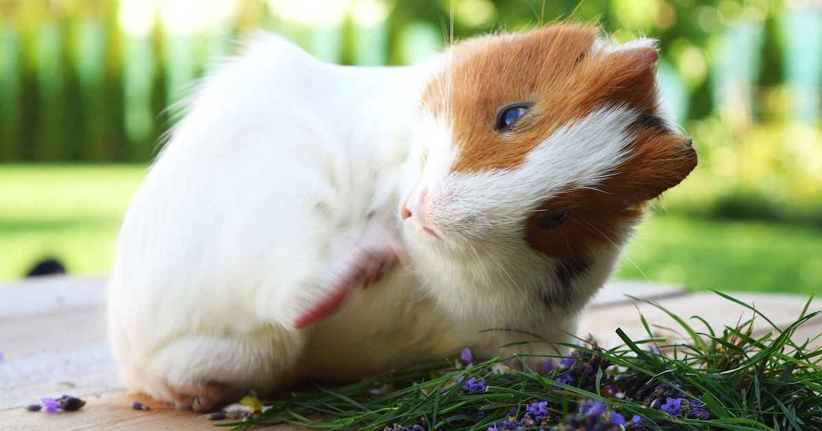 guinea pig mite treatment
