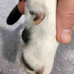 what to do if your dogs dew claw is hanging off