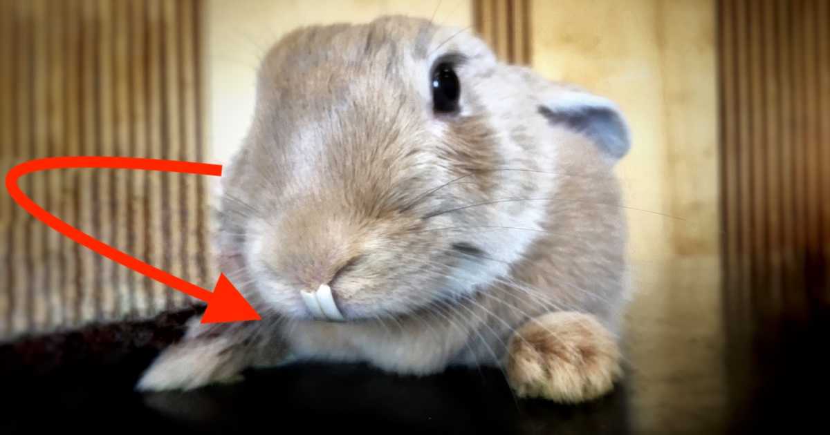 Lop-eared rabbits more likely to suffer from ear and dental
