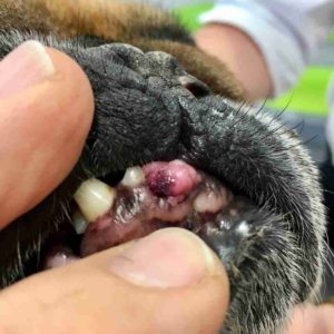 what are bumps on dogs lips