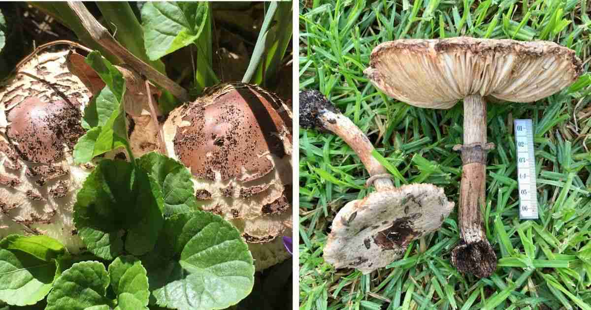 Help My Dog Ate A Mushroom Toxicity Signs Walkerville Vet