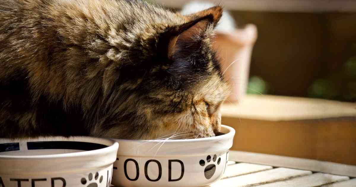 Why Won%27t My Cat Eat Dry Food Anymore?