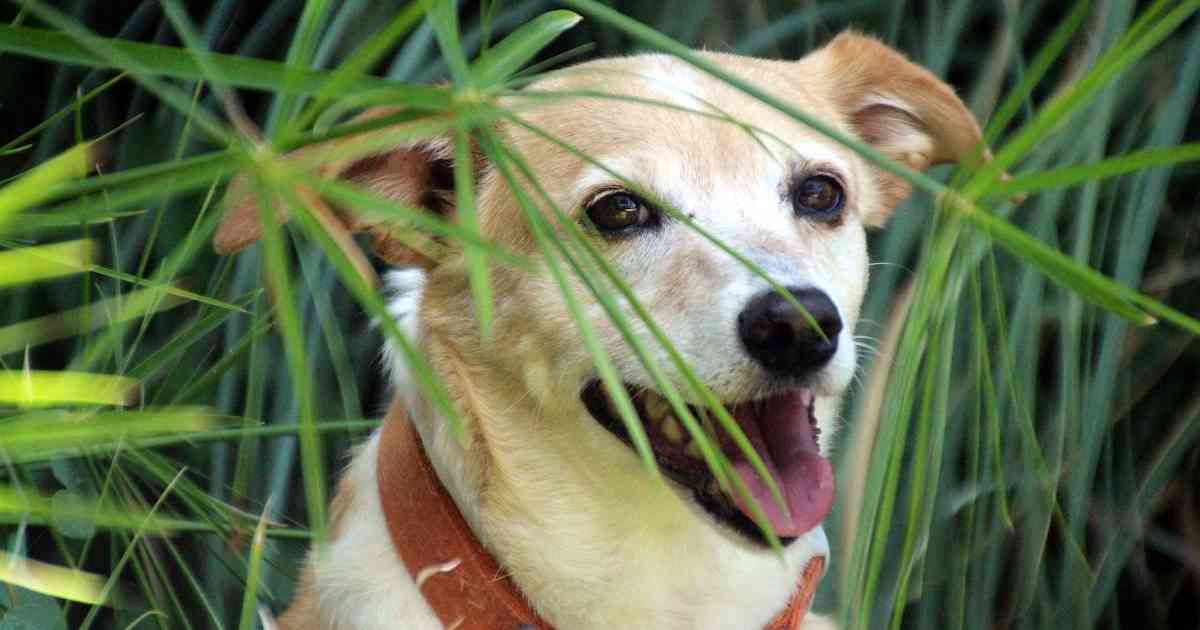are ivy plants safe for dogs