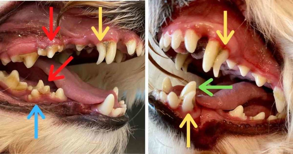 Help My Dog Has Extra Retained Puppy Teeth Walkerville Vet