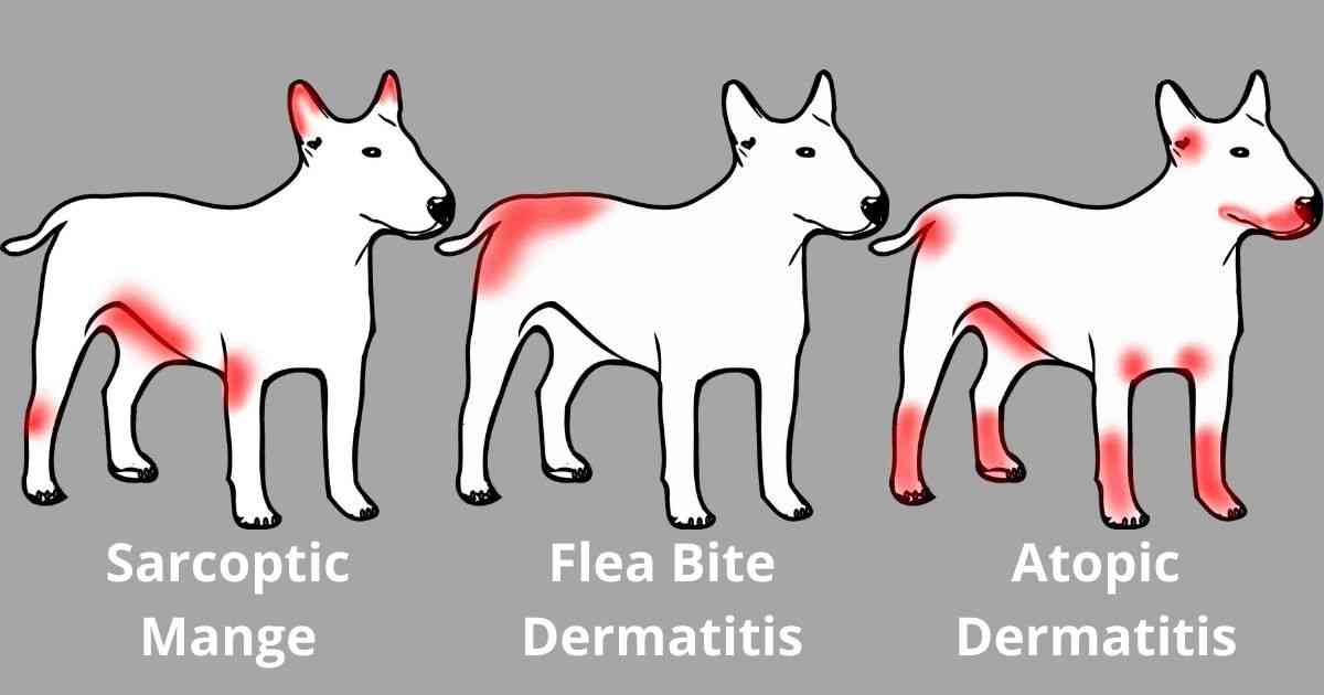 does dog scratching always mean fleas
