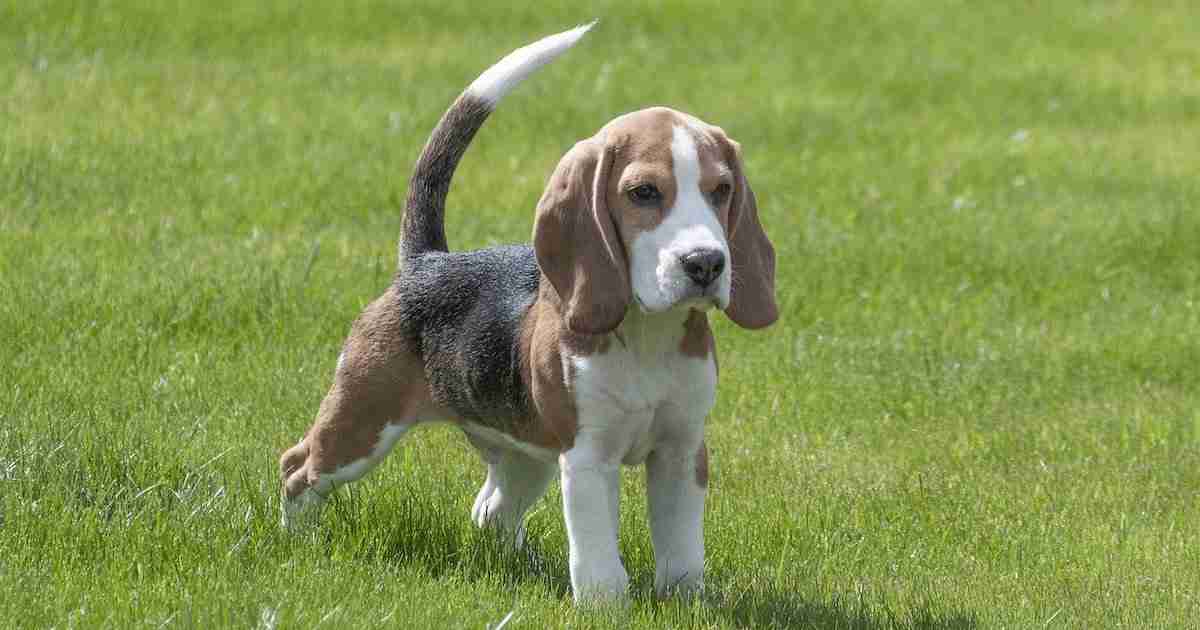 mini australian shepherd beagle mix
