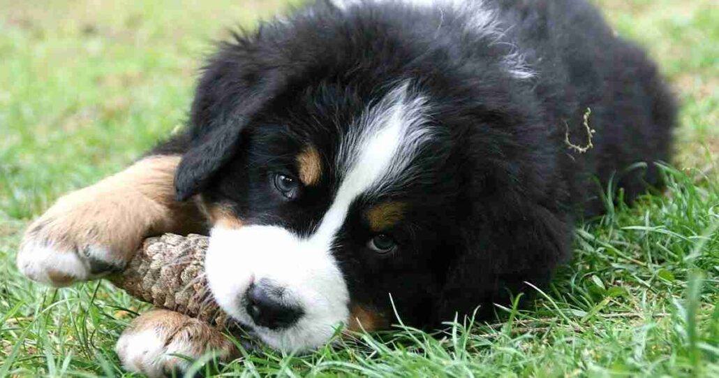 when should a bernese mountain dog be spayed 2
