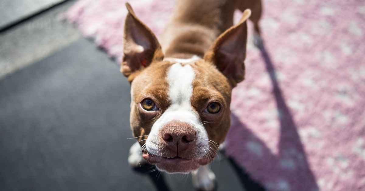 When Neuter, Desex a Boston Terrier | Vet