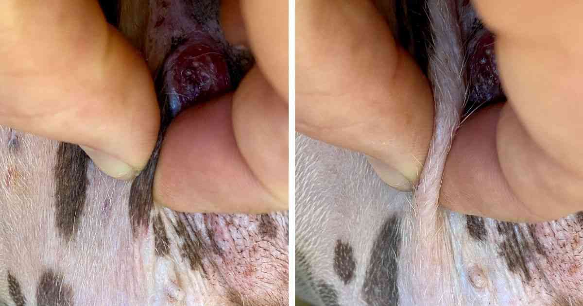 squamous cell carcinoma dog