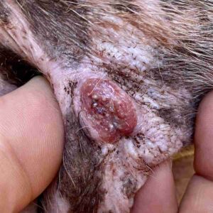 is melanoma painful for dogs