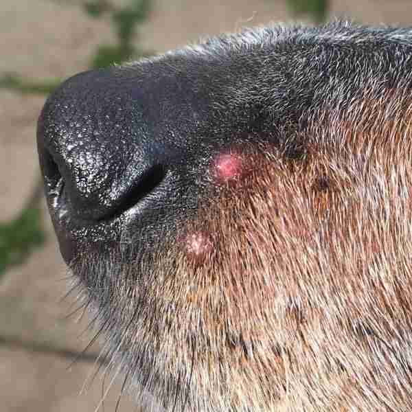 what does spider bite on dog look like