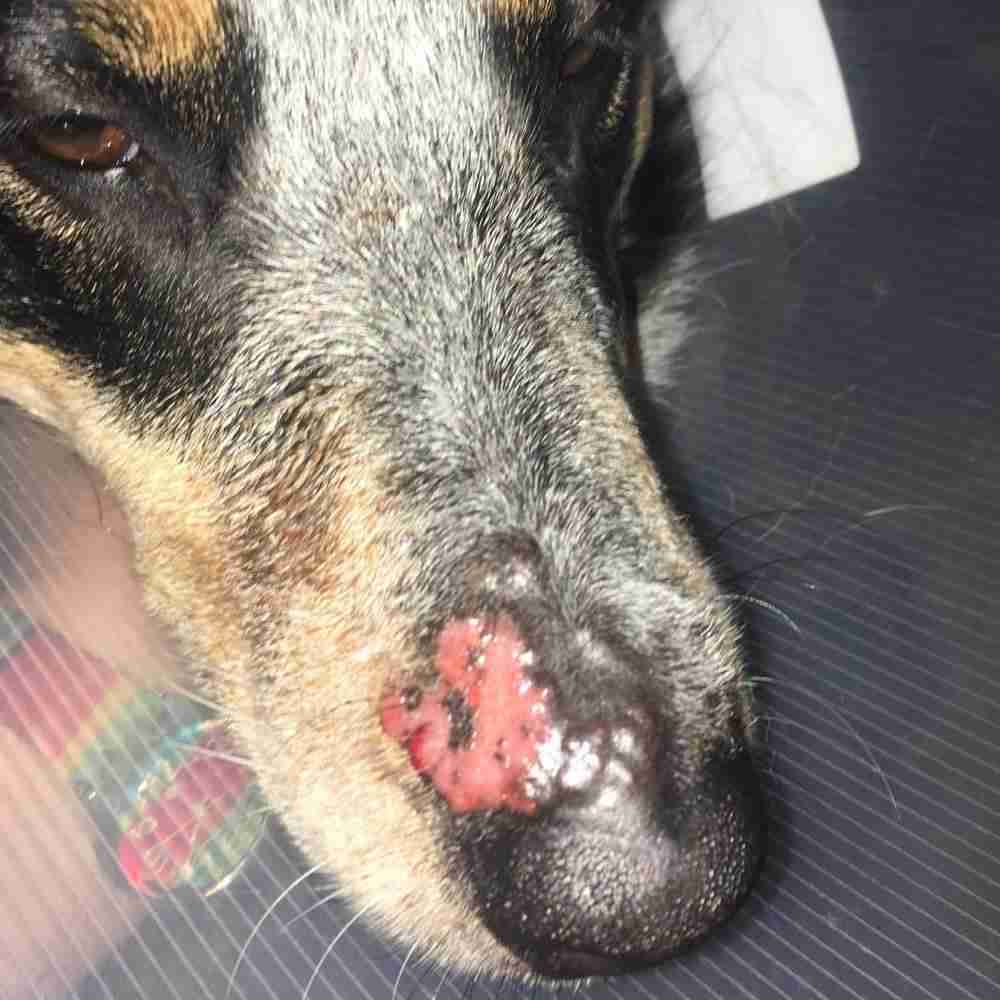 what does spider bite on dog look like