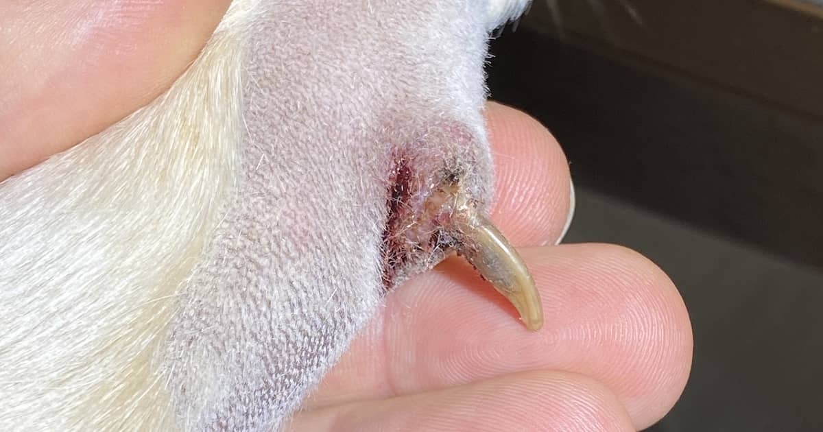 Dog Nail Problems You Should Know About