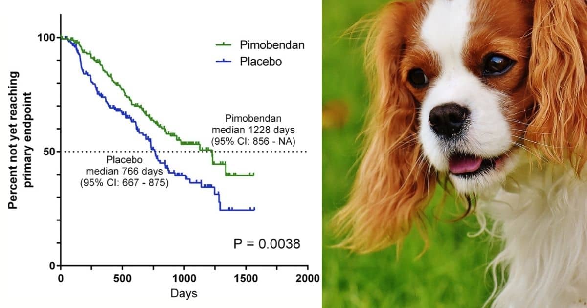 Side effects of pimobendan in dogs